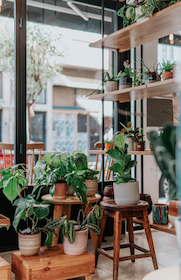 a table full of plants near a window
