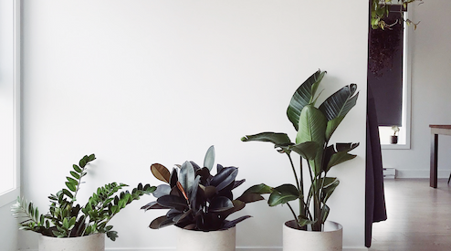 three house plants with different colors in front of white wall
