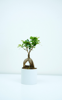 Ficus Microcarpa