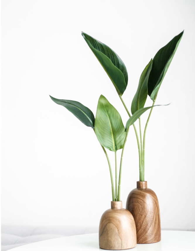 two green plant with wood pots